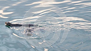 Wild sea otter marine animal swimming in ocean water, California coast wildlife.