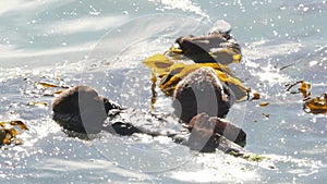 Wild sea otter marine animal swimming in ocean water, California coast wildlife.