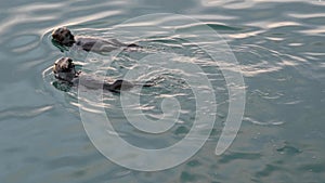 Wild sea otter marine animal swimming in ocean water, California coast wildlife.