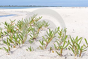 Wild sea purslane