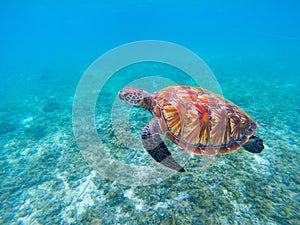 Wild sea turtle in blue ocean closeup. Green sea turtle closeup.