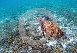 Wild sea turtle in seashore. Green sea turtle closeup.