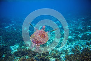 Wild sea turtle swims in sea water. Green sea turtle closeup. Wildlife of tropical coral reef.