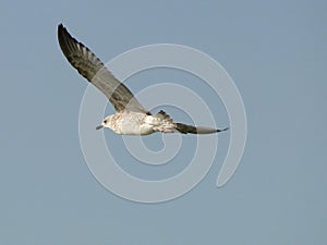 Wild seagull flying in the blue cloudless sky Bird flight Filmed in motion Scenery Screen wallpaper