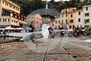 Wild seagull portrait on Portofino main square background.Close up view of white gray bird seagull