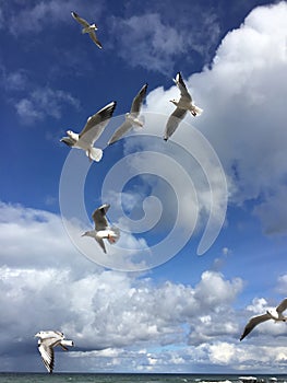 Wild seagulls chaotic flying over sea in the blue sky with cloudsa