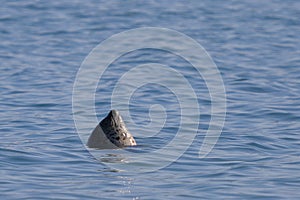 Wild seal Phoca largha swimming in the water, breezing in between dives.   Wild marine mammal swimming in nature. photo