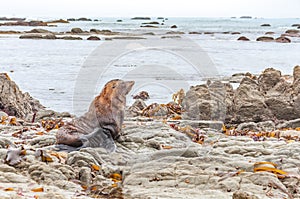 Wild seal at Seal colony Kaikoura New Zealand