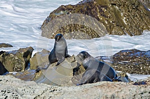 Wild seals