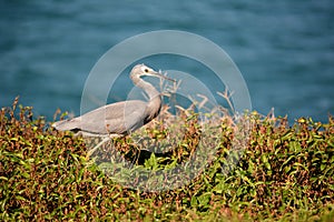 Wild Seaside Bird