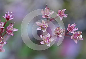 Wild sedum, Cowichan Valley, Vancouver Island, British Columbia