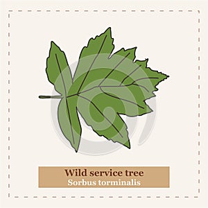 Wild service tree - Sorbus torminalis