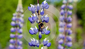 Wild shaggy bumblebee collects pollen and nectar from  flowering lupine