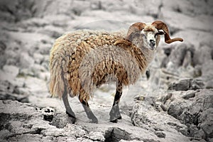 Wild sheep