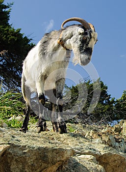 Wild sheep