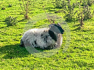 Wild sheep on common ground Achill Island, County Mayo