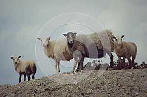 Wild sheep photo