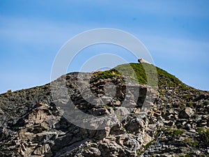 Wild sheep grazing on a mountain meadow in Switzerland