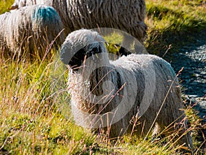 Wild sheep grazing on a mountain meadow in Switzerland