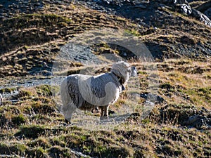 Wild sheep grazing on a mountain meadow in Switzerland