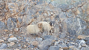 Wild sheep