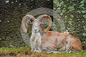 Wild sheep Urial, Ovis orientalis vignei, in the nature habitat. Sheep Urial sitting in the grass, rock in the background. Wildlif