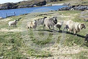 Wild Sheep, Greenland