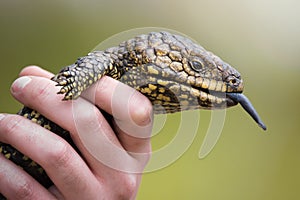 Wild Shingleback Lizard Being Handled photo