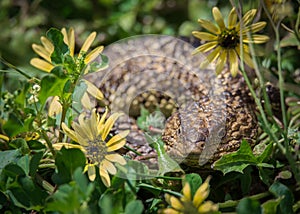 Photogenic Shingleback Lizard In Yellow Capeweed Flowers photo