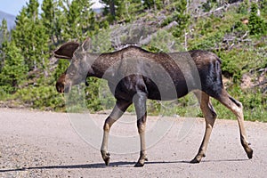 Shiras Moose of The Colorado Rocky Mountains