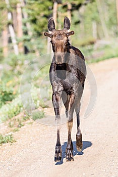 Shiras Moose of The Colorado Rocky Mountains