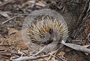Wild short-beaked echidna with dirty muzzle. Tachyglossus aculeatus walking in the eucalyptus forest. Australia