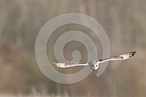 Wild Short eared owl in flight heading straight forward (Asio fl