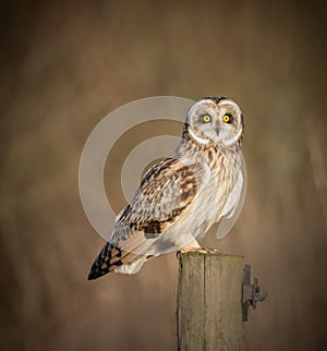Wild Short eared owl sitting on fence post sitting sideways but