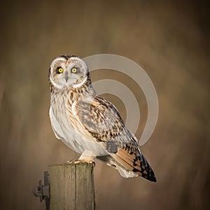 Wild Short eared owl sitting on fence post and staring forwards