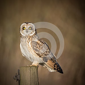 Wild Short eared owl sitting on fence post and staring forwards photo