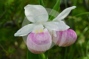 Wild Showy Lady`s Slipper Cypripedium reginae