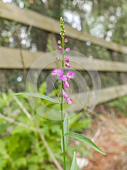 Wild Showy milkwort Asemeia violacea occurs naturally in pinelands, prairies and open disturbed areas throughout Florida