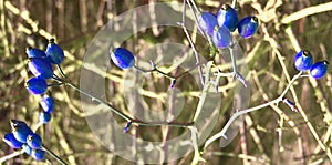 Berries of blue color photo