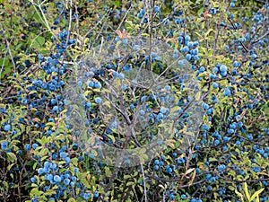 Wild shrub full of round blueberries