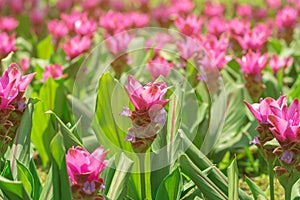 Wild Siam Tulip (Curcuma alismatifolia) flowers blooming in the garden.