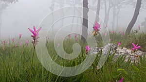 Wild siam tulip field  Curcuma sessilis  with mist in the morning at Pa Hin Ngam national park . Chaiyaphum , Thailand