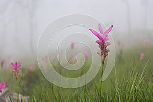 Wild siam tulip field  Curcuma sessilis  with mist in the morning at Pa Hin Ngam national park . Chaiyaphum , Thailand