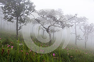 Wild siam tulip field  Curcuma sessilis  with mist in the morning at Pa Hin Ngam national park . Chaiyaphum , Thailand