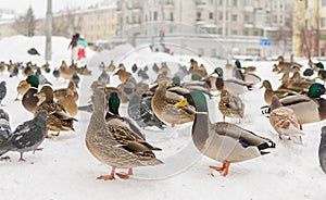 Wild Siberian ducks, mallards, next to pigeons, stand on the snow-covered sidewalk
