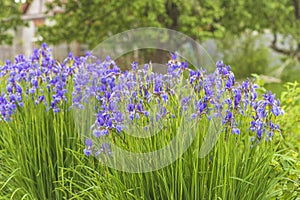 Wild or siberian iris flowers in full bloom