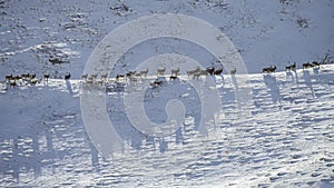 Wild Siberian mountain ibex migrate in winter in search of food base photo