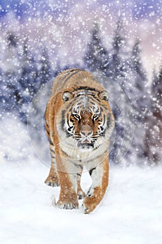 Wild siberian tiger