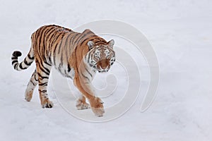 Wild siberian tiger is chasing its prey on white snow. Animals in wildife. photo