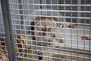 Wild Siberian tiger kept in cage inside a circus menagerie - animal abuse